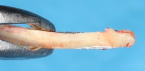 чем меньше клеток содержит пересаживаемый фрагмент, тем ниже его жизнеспособность